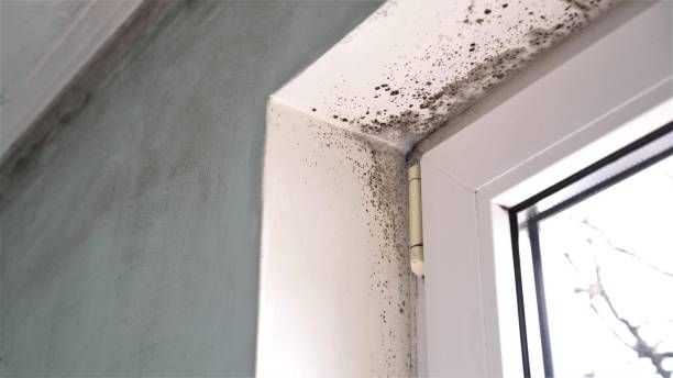 Home Mold Removal in Trenton, IL