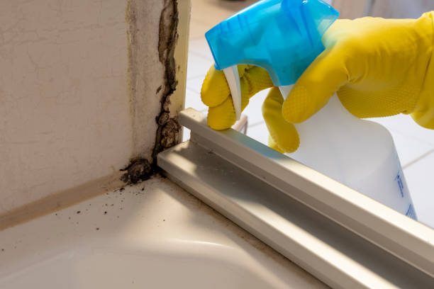 Best Attic Mold Removal  in Trenton, IL