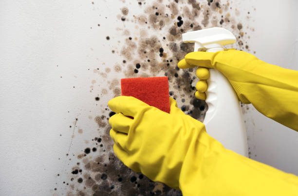 Best Black Mold Removal  in Trenton, IL