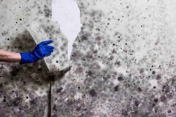Best Home Mold Removal  in Trenton, IL