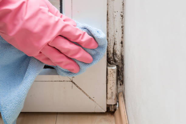 Best Fast Mold Removal  in Trenton, IL